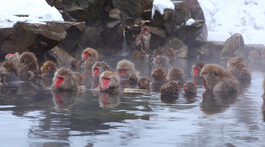地獄谷野猿公苑